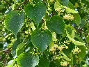 tilia cordata feuilles.webp