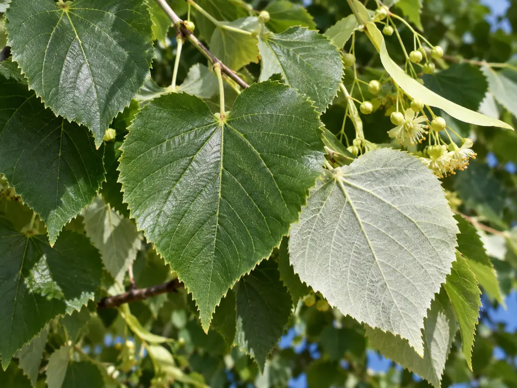 tilia brabant.webp