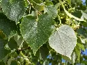 tilia brabant.webp