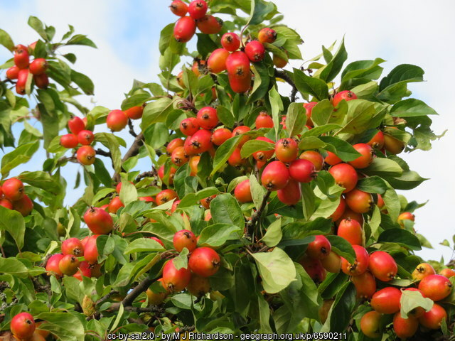 Malus 'John Downie' Fruits
