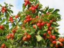Malus 'John Downie' Fruits