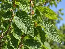 ulmus feuilles.webp