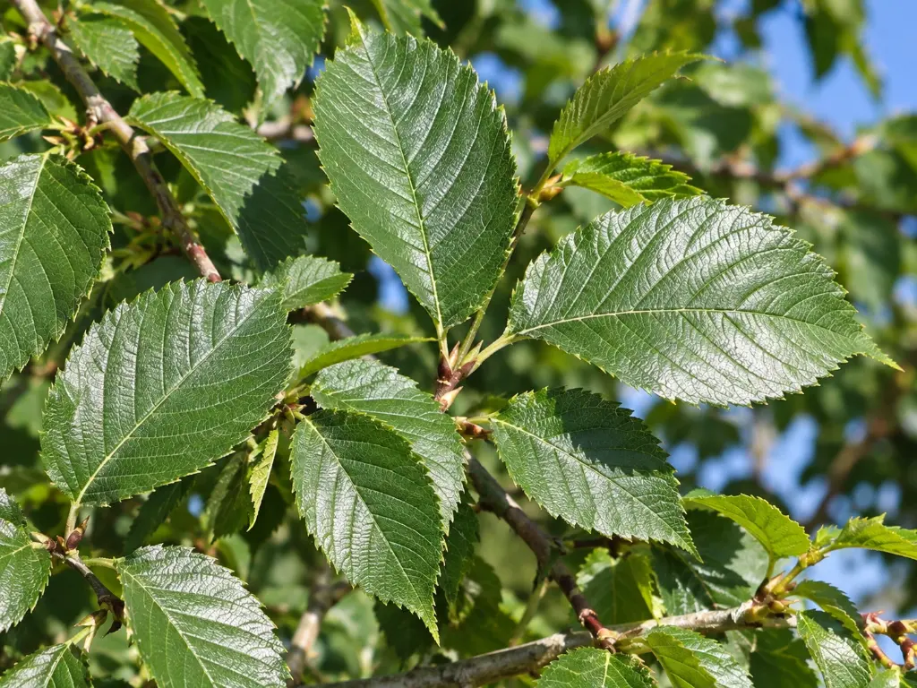 ulmus mauro feuilles.webp