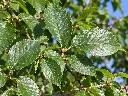 ulmus mauro feuilles.webp