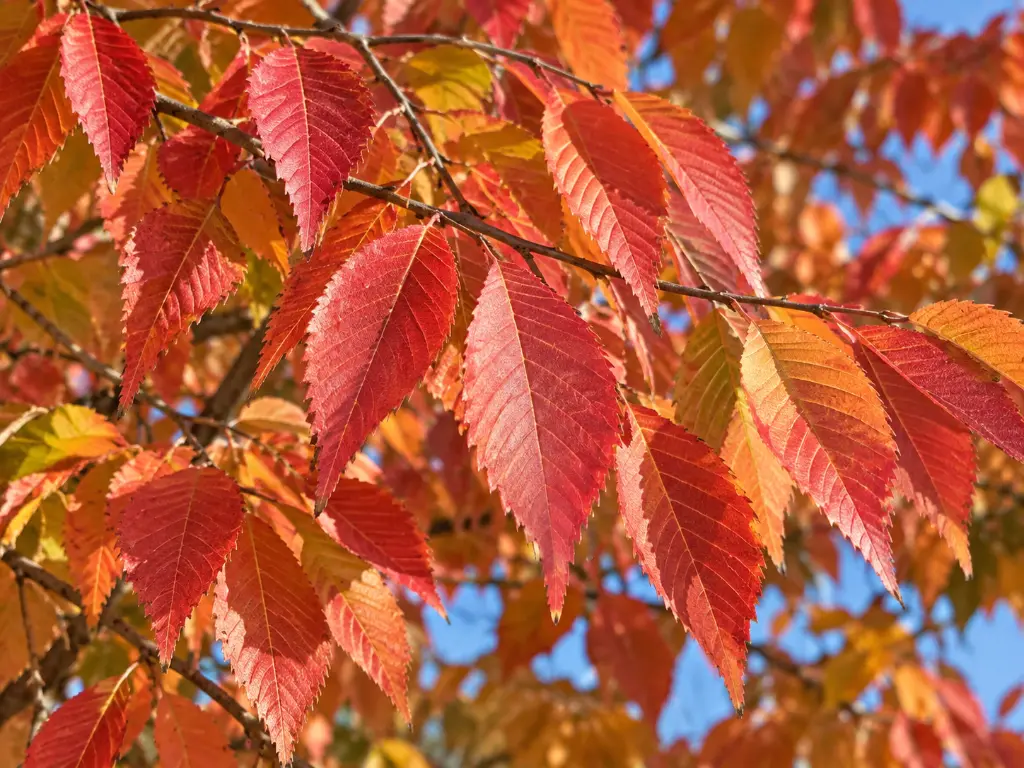 zelkova feuilles.webp