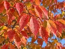 zelkova feuilles.webp