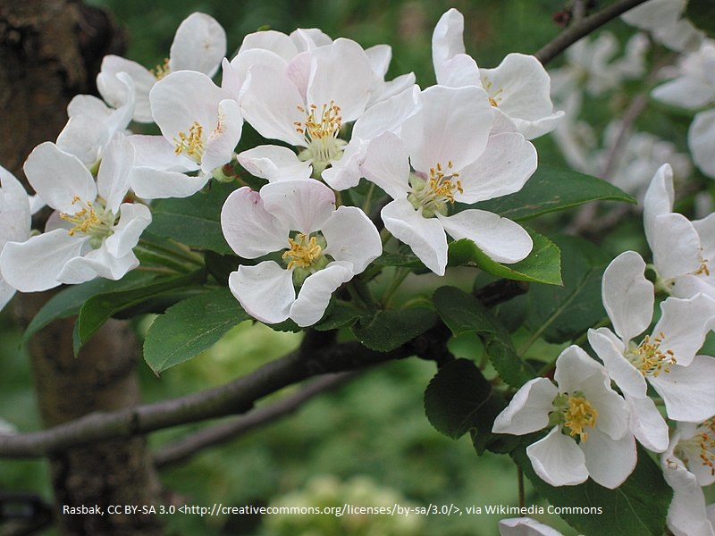 Malus 'Red Sentinel' Fleurs