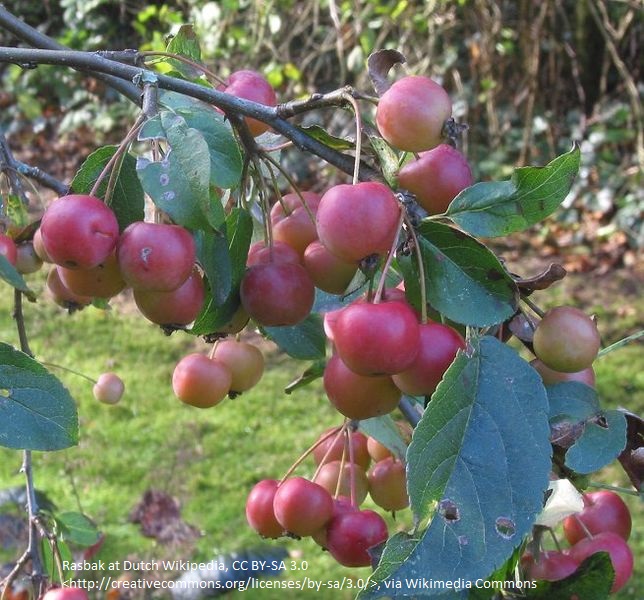 Malus 'Red Sentinel' Fruits