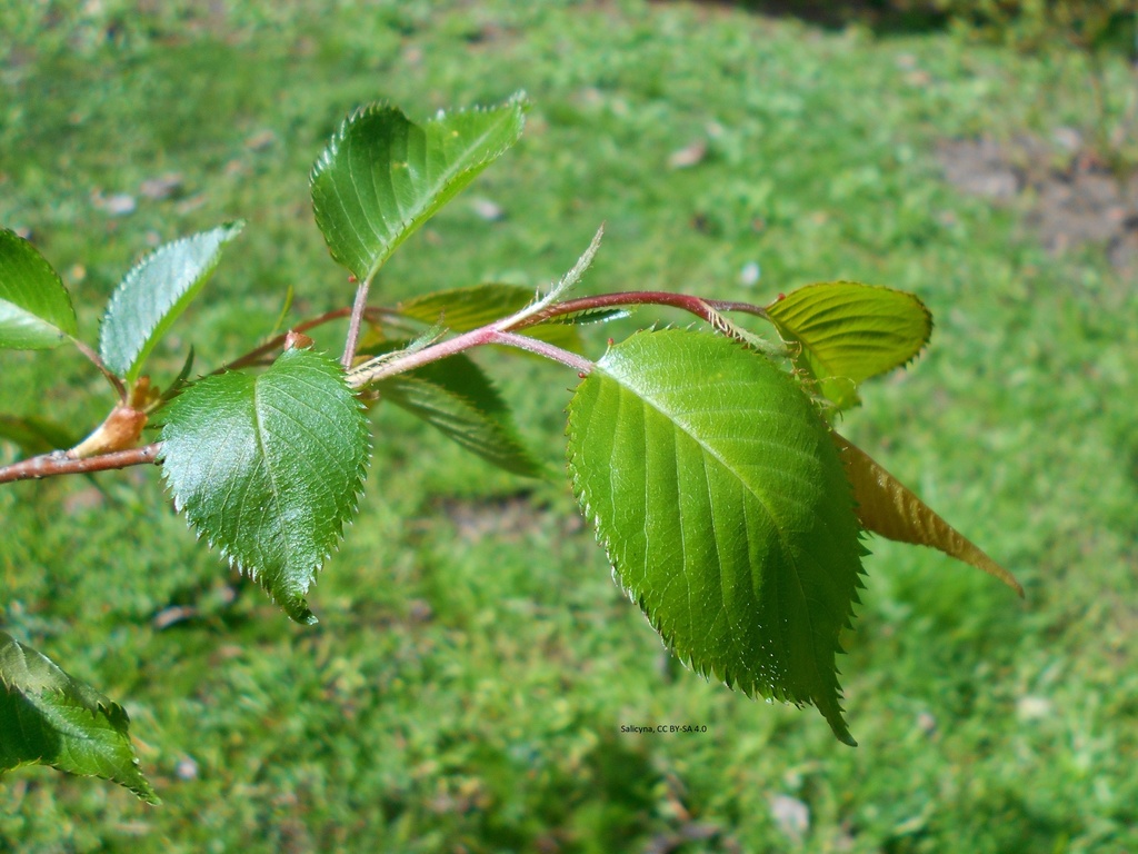 Prunus 'Accolade' Feuilles