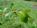 Prunus 'Accolade' Feuilles