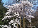 Prunus avium 'Plena' Fleurs