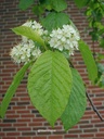 Prunus maackii 'Amber Beauty'