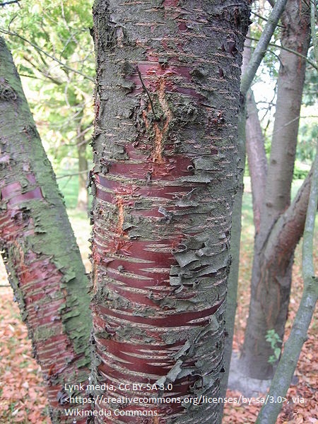 Prunus maackii 'Amber Beauty'