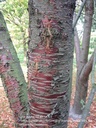 Prunus maackii 'Amber Beauty'