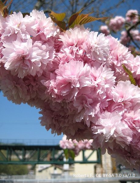 Prunus serrulata 'Kiku-Shidare-Zakura' Fleurs