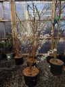Prunus nipponica 'Brillant'