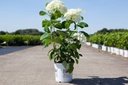 Hydrangea arborescens 'Strong Annabelle'