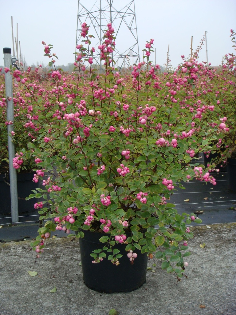 Symphoricarpos doorenbosii 'Amethyst'