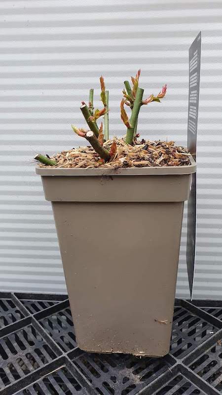 Rosa 'Nostalgie' buisson