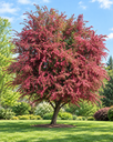 Crataegus laevigata 'Paul's Scarlet'