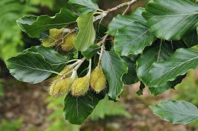Fagus sylvatica