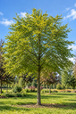 Fagus sylvatica