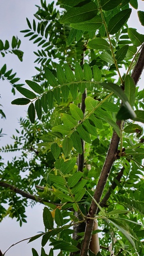 Gleditsia triacanthos 'Sunburst'