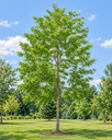 Gleditsia triacanthos 'Skyline'