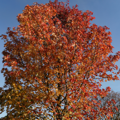 Liquidambar styraciflua 'Worplesdon'