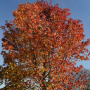 Liquidambar styraciflua 'Worplesdon'