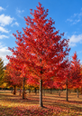 Liquidambar styraciflua 'Worplesdon'