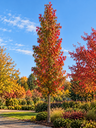 Liquidambar styraciflua 'Slender Silhouette'