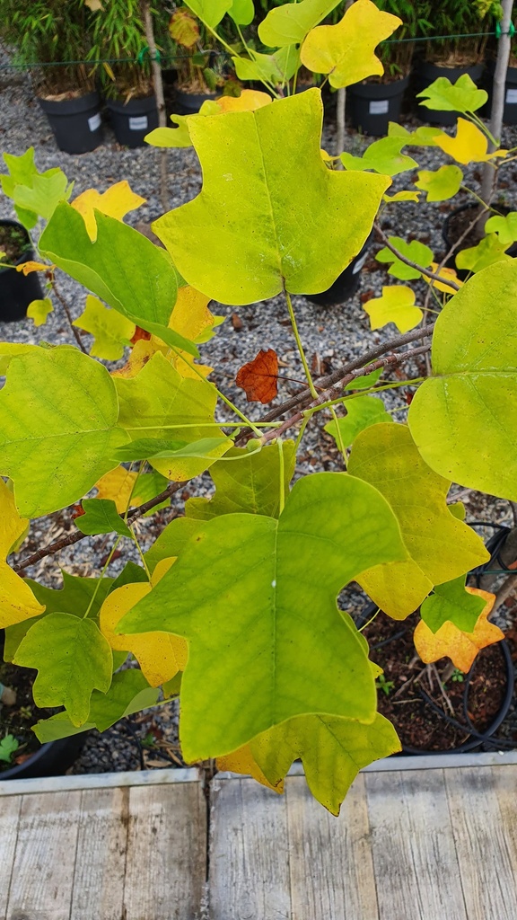 Liriodendron tulipifera