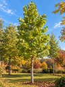 Liriodendron tulipifera