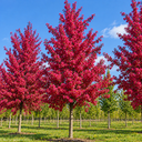 Malus 'Veitch's Scarlet'