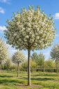 Prunus eminens 'Globosa'