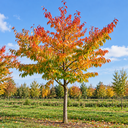 Prunus maackii 'Amber Beauty'