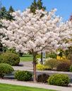 Prunus serrulata 'Shirotae'