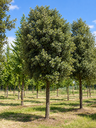 Quercus ilex