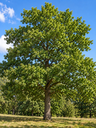 Quercus petraea