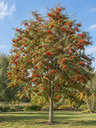 Sorbus aucuparia 'Edulis'
