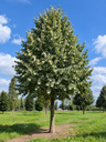 Tilia tomentosa 'Brabant'