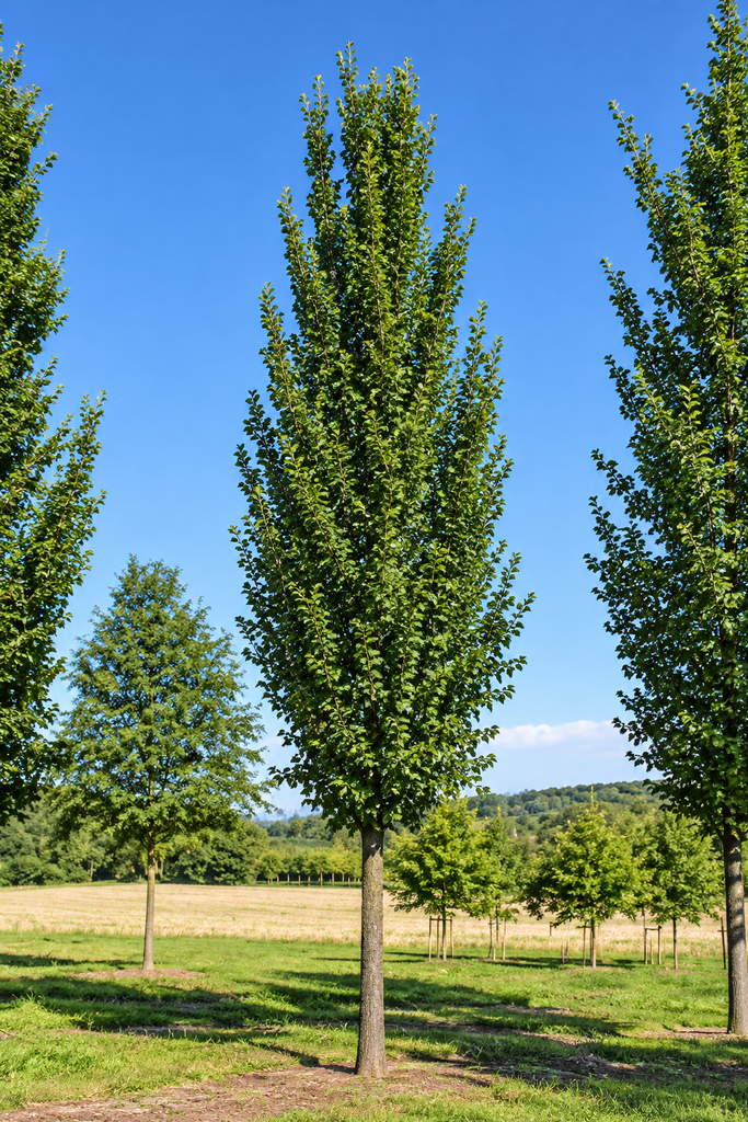 Ulmus 'Columella'