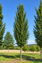 Ulmus 'Columella'