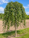 Ulmus glabra 'Mauro'