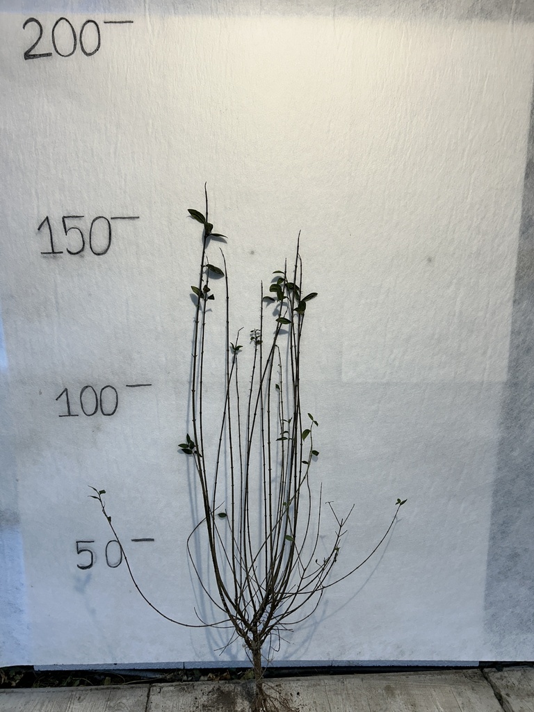 Ligustrum vulgare 'Atrovirens' (60-90cm racines nues)