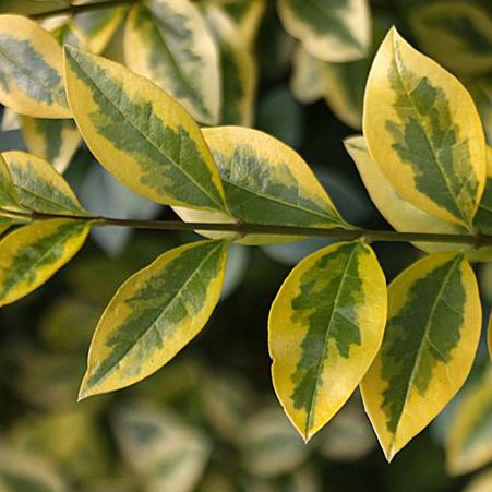 Ligustrum ovalifolium 'Aureum'