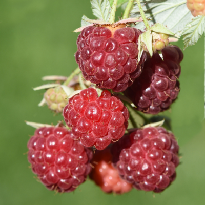 Rubus idaeus 'Heritage'