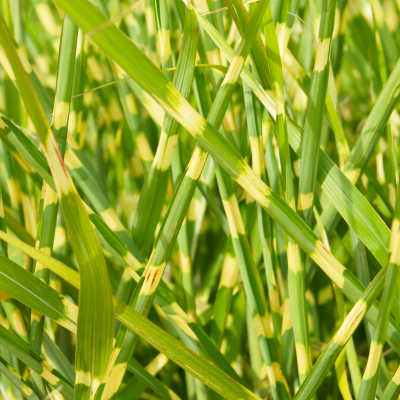Miscanthus sinensis 'Little Zebra'