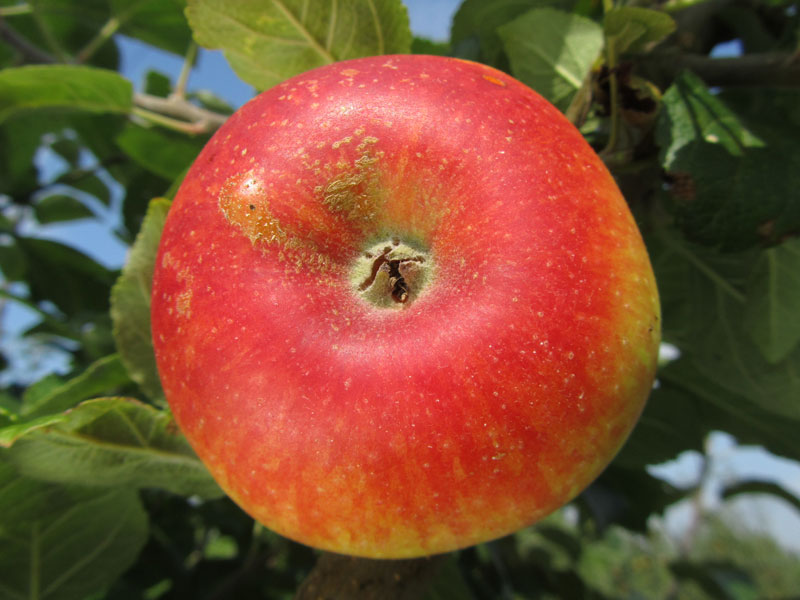 Malus domestica 'Alkmène'